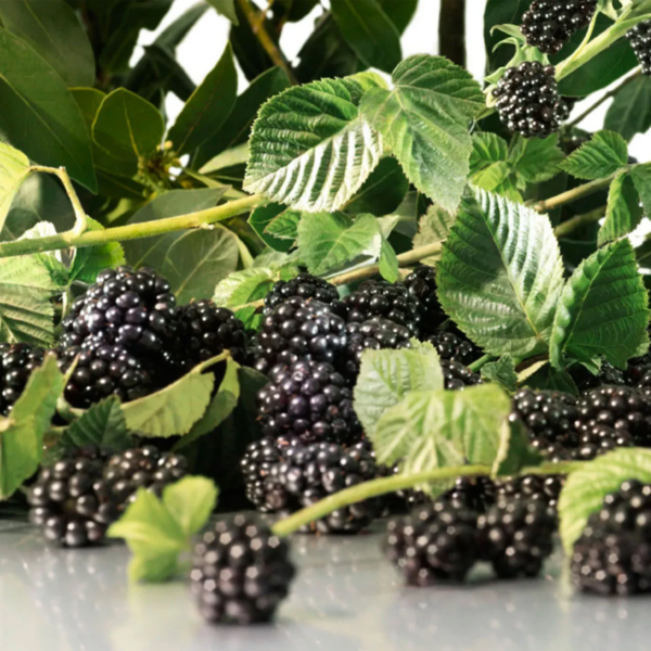 Nước Hoa Jo Malone Blackberry And Bay EDC - Ảnh 2