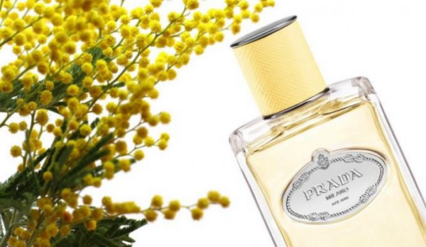 Nước Hoa Prada Les Infusions De Mimosa EDP - Ảnh 5