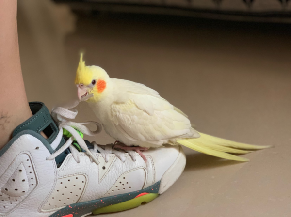 Giày Nike Jordan 6 Retro Bright Mango 384665-114 - Ảnh 5