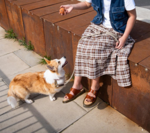 Giay Dr.Martens Josef Analine Leather Buckle 'Brown' 31573239