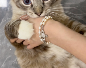 Vong Tay Vivienne Westwood Relief Pearl 'Silver' 6103000102P131P131