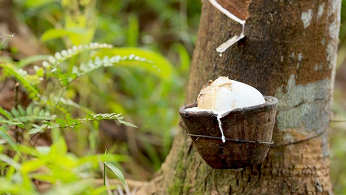 Birkenstock đã đóng góp thế nào vào môi trường bền vững? Hinh anh 5: Birkenstock da dong gop the nao vao moi truong ben vung?