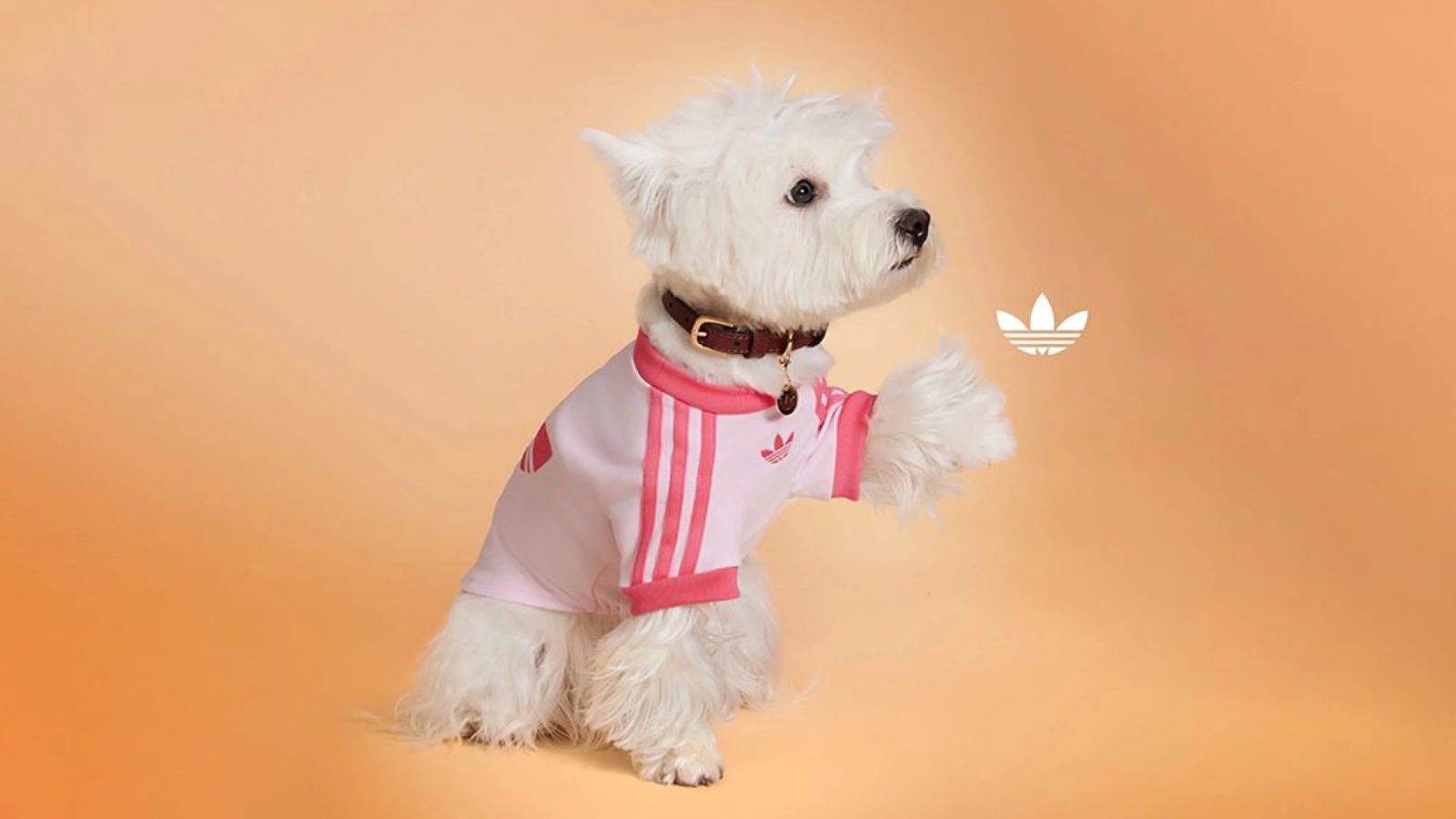 Hinh anh 1: Hinh anh bo suu tap adidas Originals Pet Collection 2025 cho thu cung