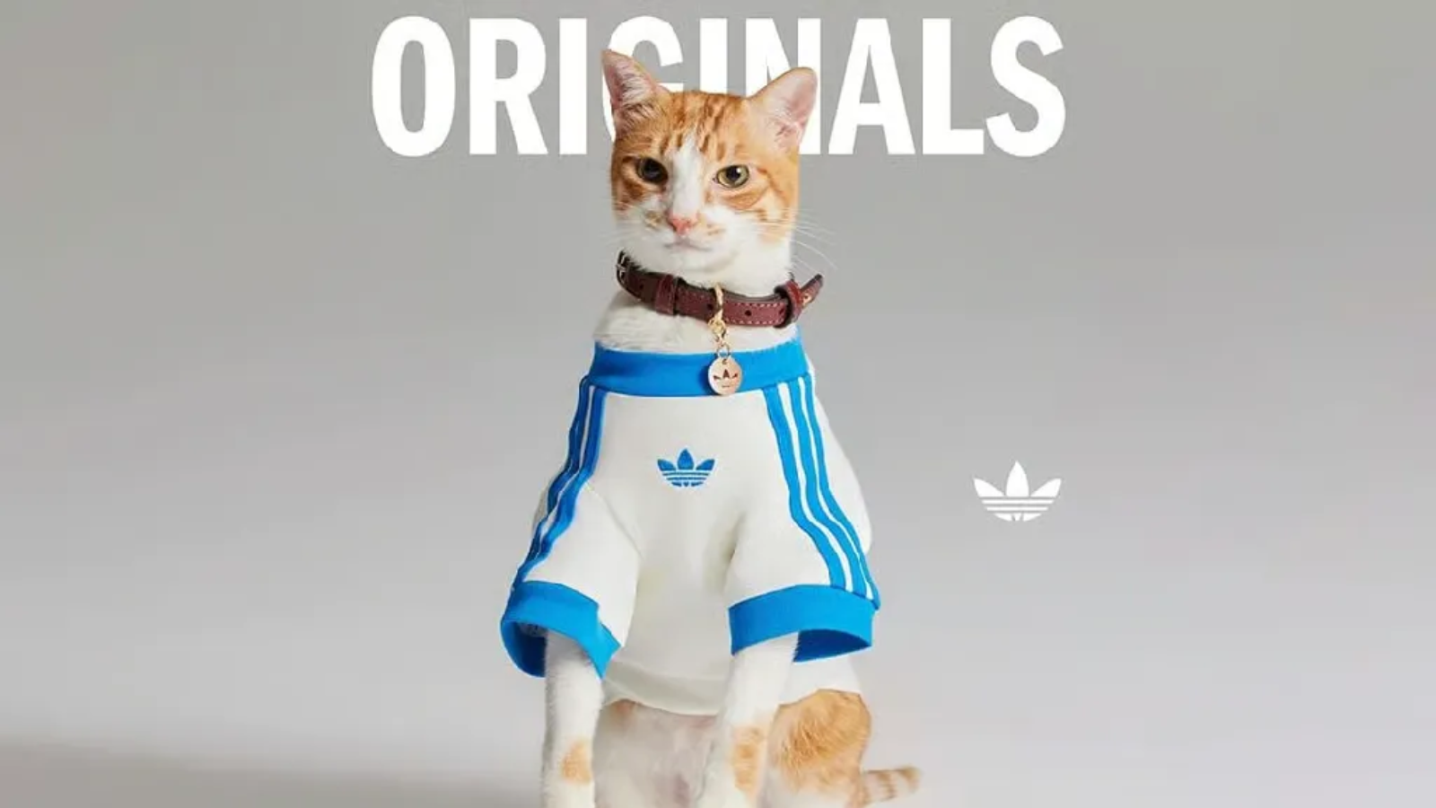 Hinh anh 3: Hinh anh bo suu tap adidas Originals Pet Collection 2025 cho thu cung