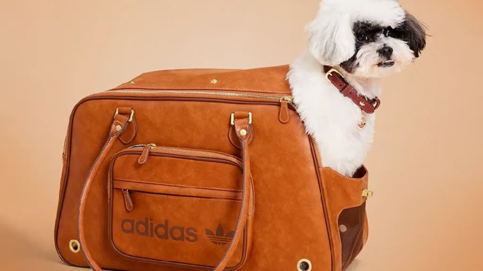 Hinh anh 5: Hinh anh bo suu tap adidas Originals Pet Collection 2025 cho thu cung